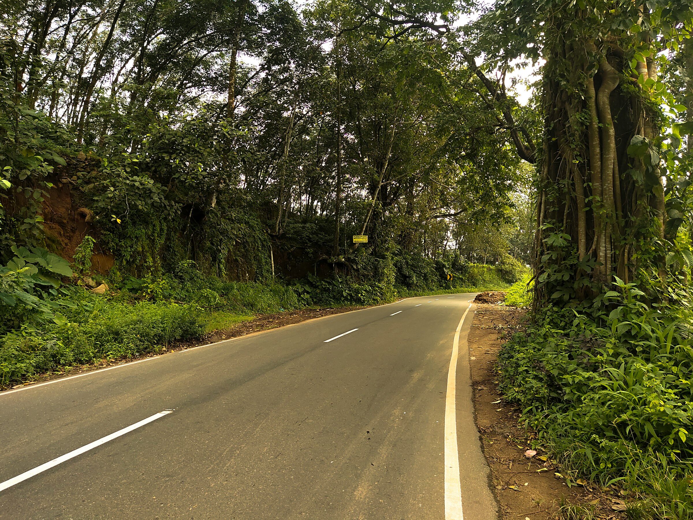 A road through green Kerala countryside