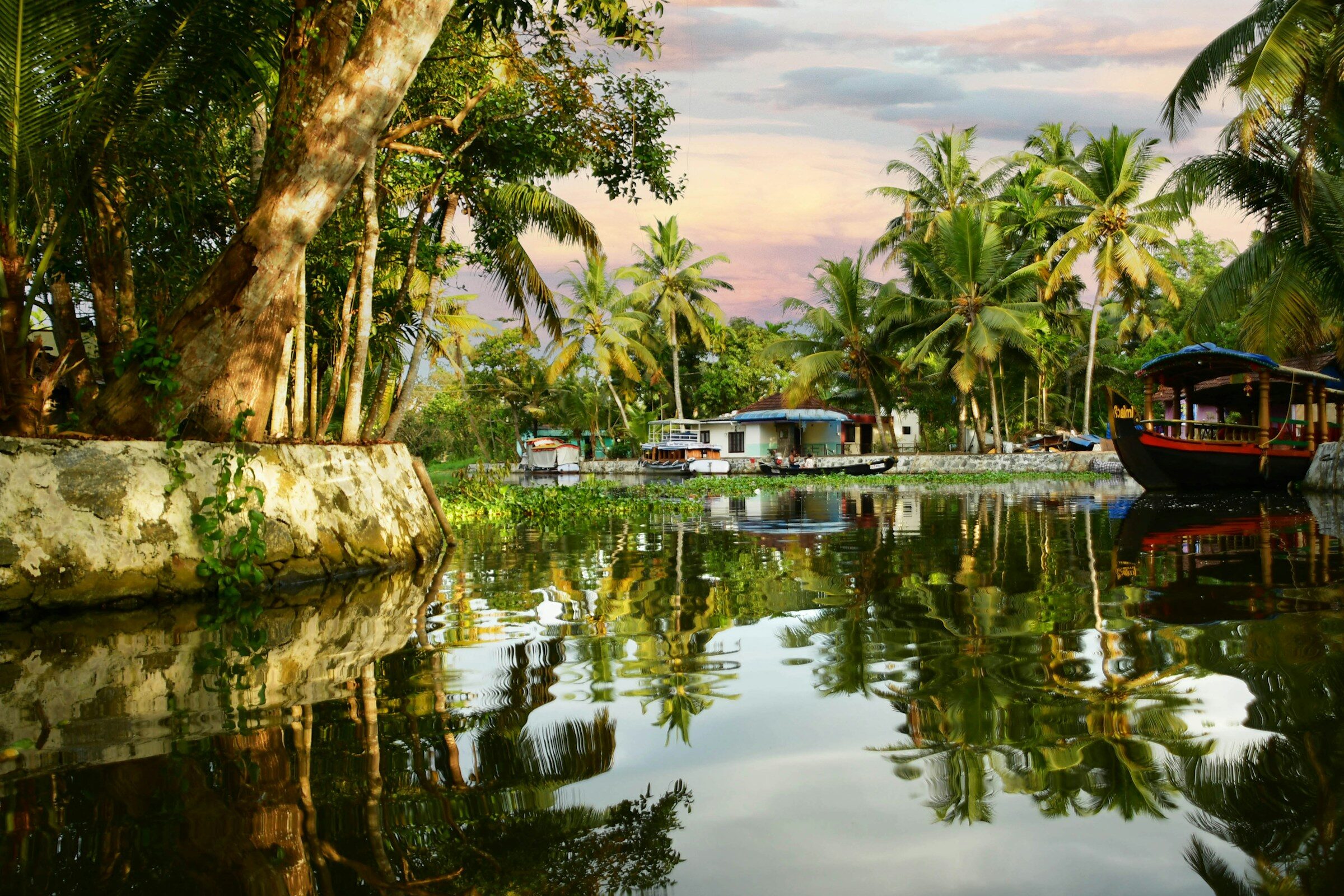 Boats on a Kerala river lined with coconut palms