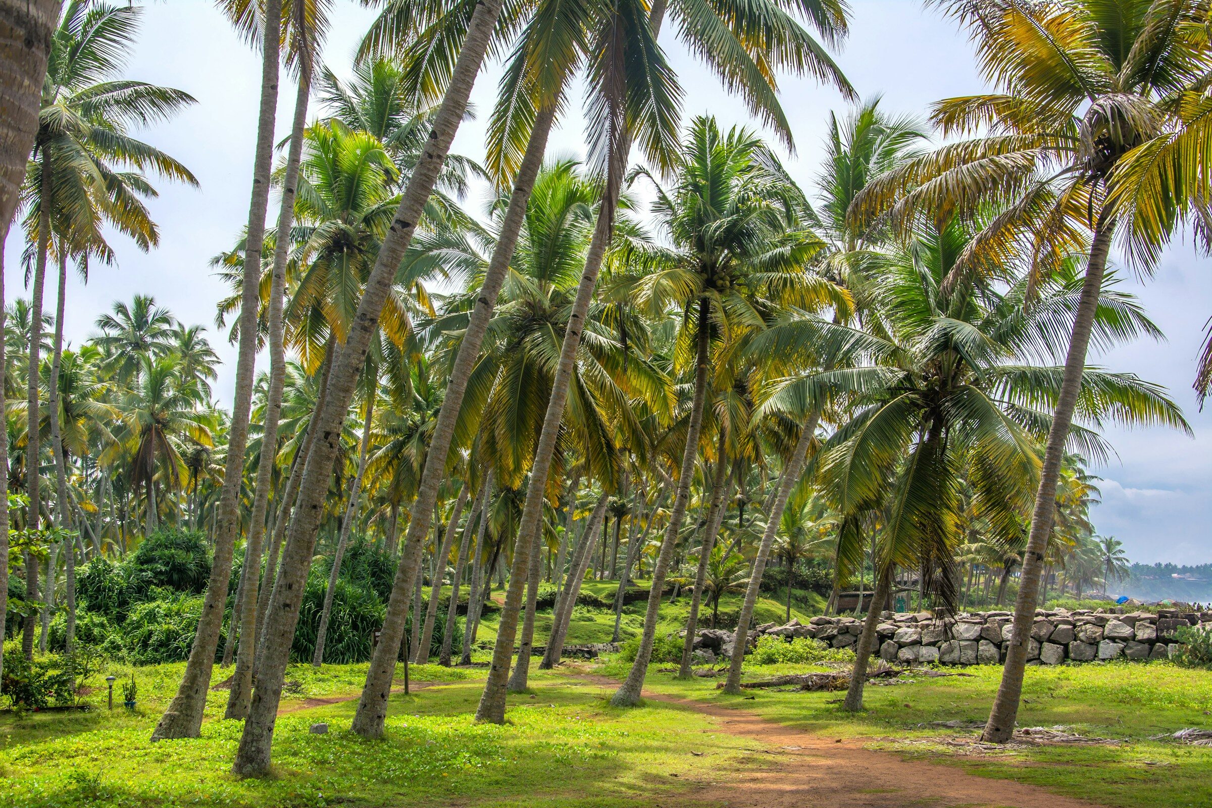 A dirt road between coconut palms near the Kerala coast