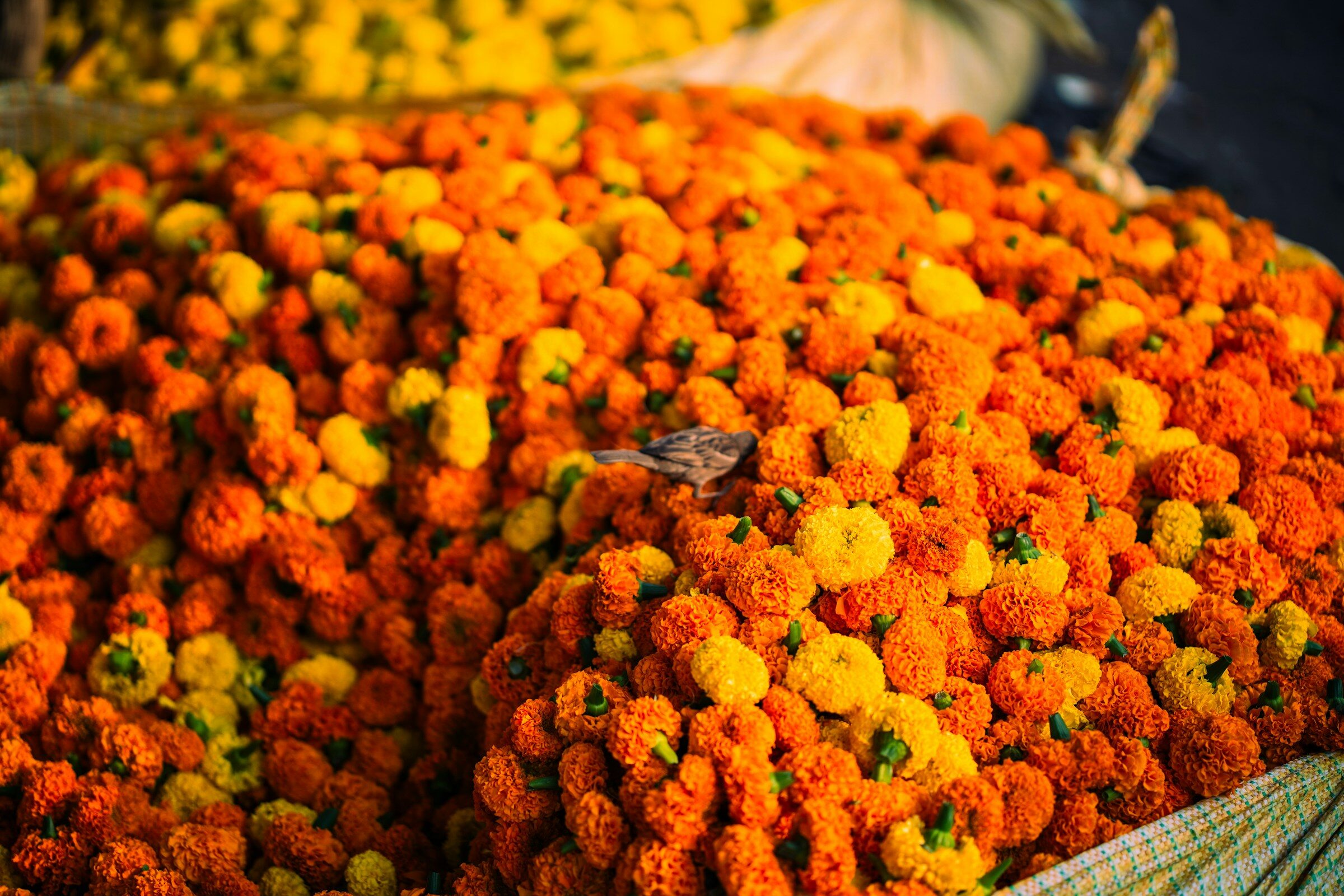 A pile of orange and yellow marigolds at the Kolkata flower market