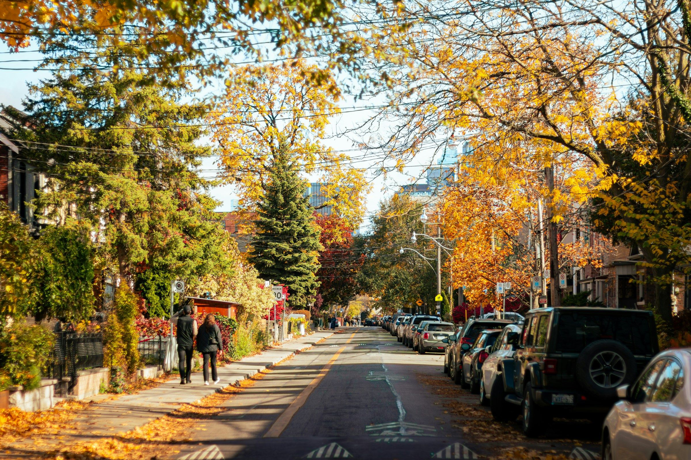 A tree-lined residential street in autumn